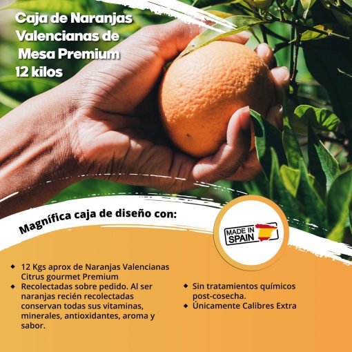 SAT CASABLANCA DE OLIVA Caja de Naranjas Valencianas de Mesa Premium 12 Kgs iecoo St 009